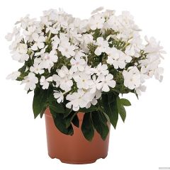 Floks wiechowaty 'Flame® Pro White'